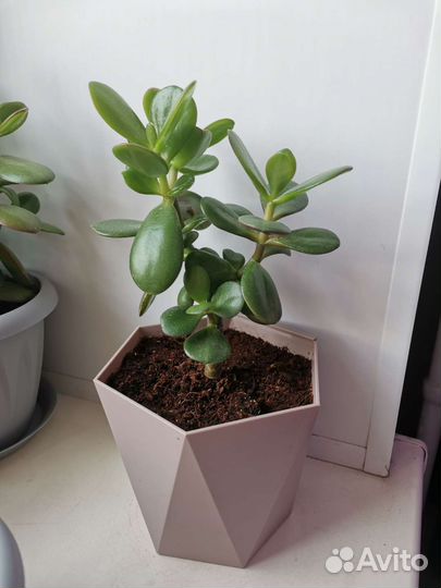 Толстянка крассула