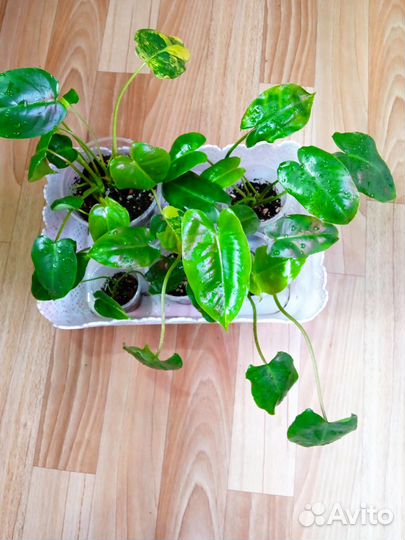 Цветы комнатные