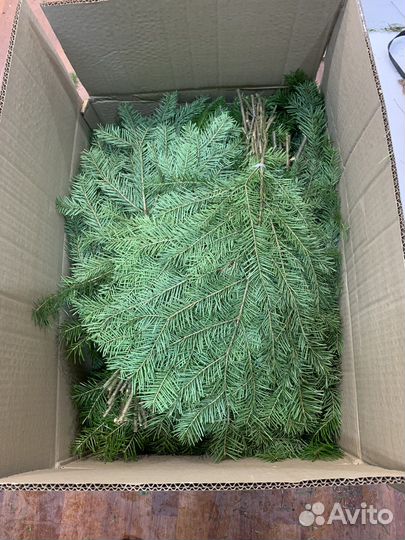 Пихта веники для здоровья 25/шт