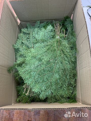 Пихта веники для здоровья 25/шт