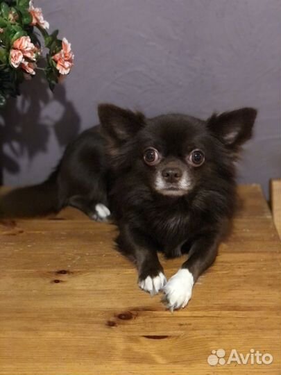 Чихуахуа приглашает на вязку