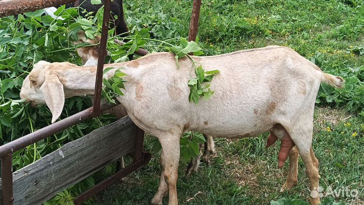 Коза дойная молочная