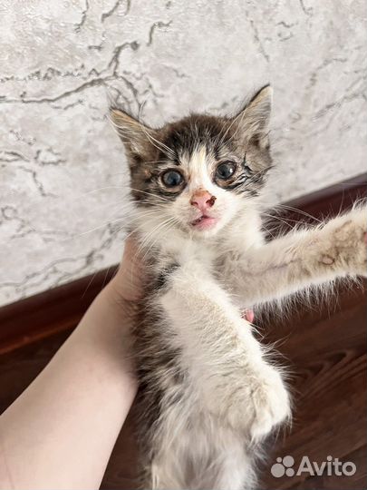 Котенок в добрые руки