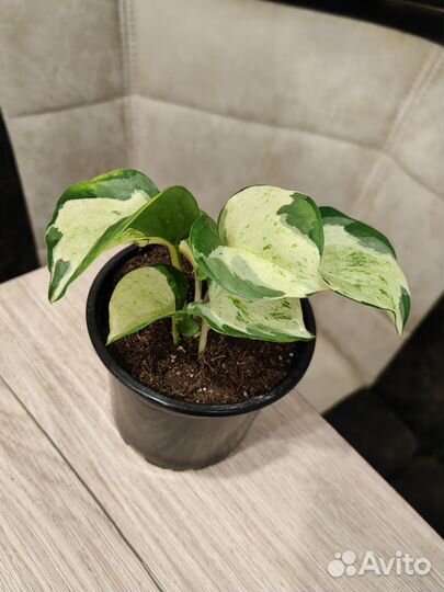 668. Эпипремнум Марбл Эпл