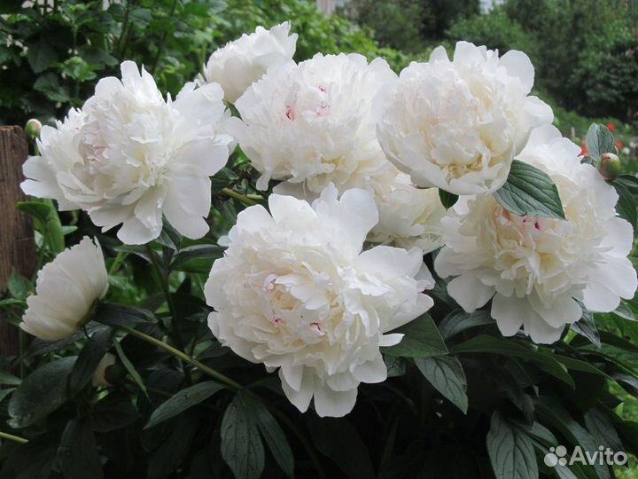 Пионы 3 вида, белый, розовый, бордовый