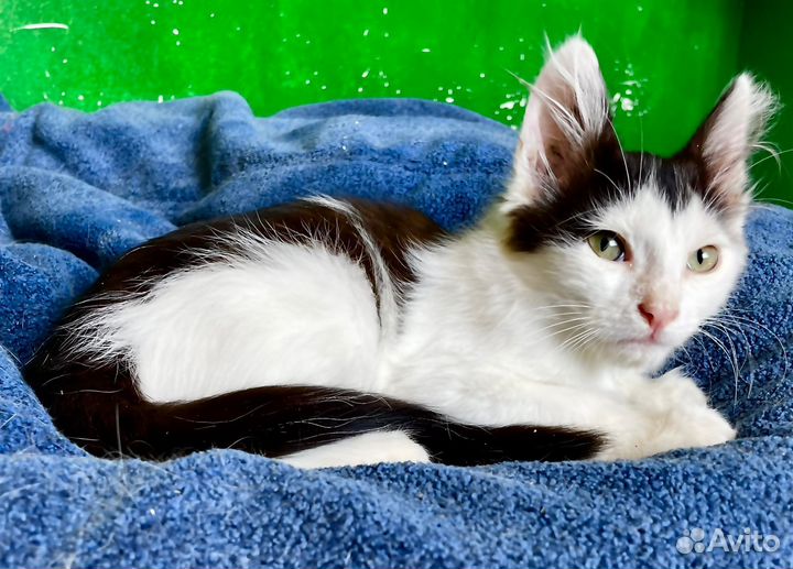 Котятя ручные