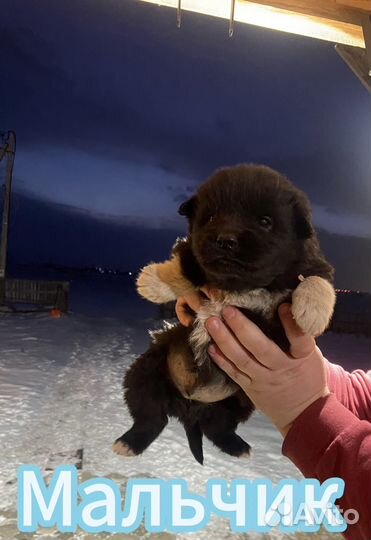 Щенки в добрые руки