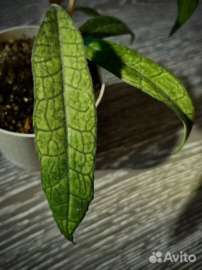 Хойя/хойи срезом