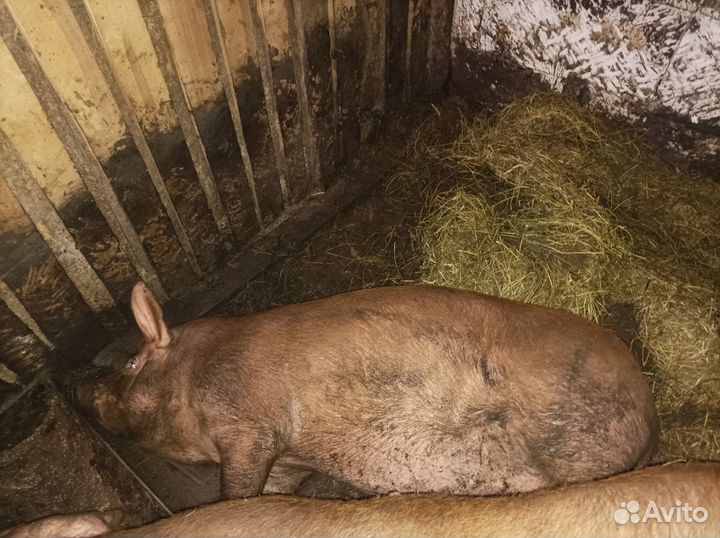 Хрюшки и кролики