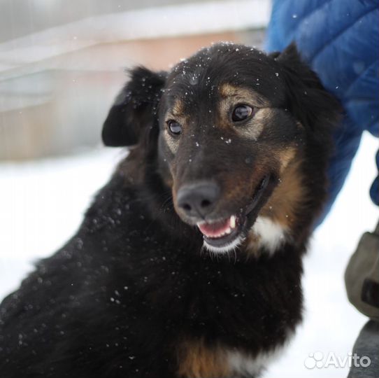 Собака Пайпер из приюта