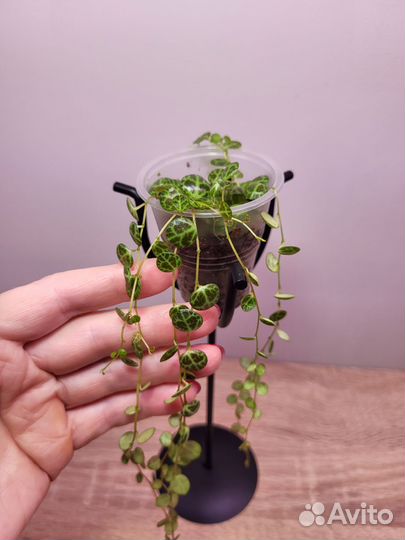 Пеперомия прострата