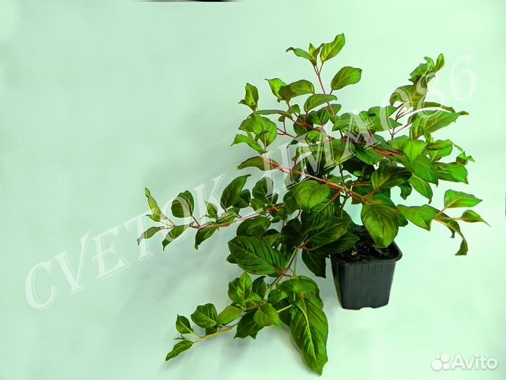 Фуксия ампельная