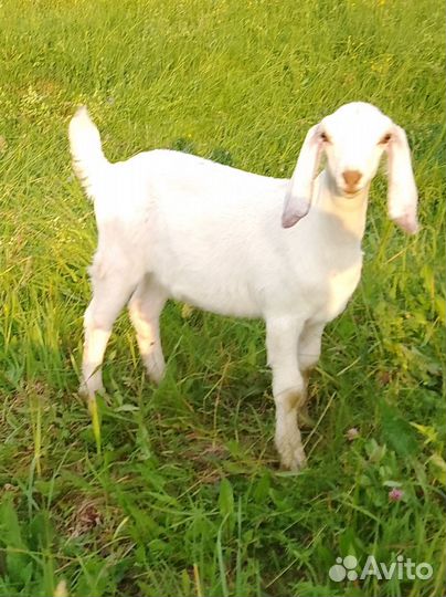 Англо нубийские козочки