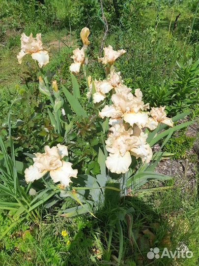 Ирисы бородатые