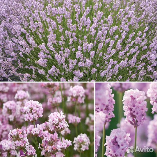 Лаванда розовая