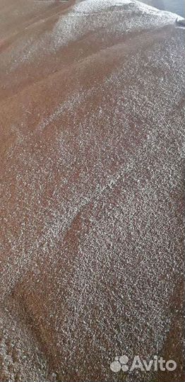 Зерно пшеница