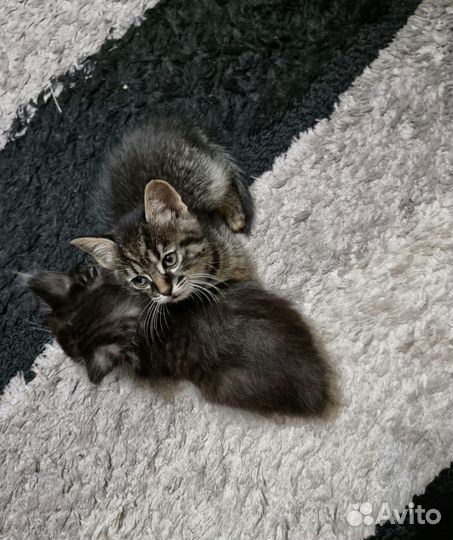 Котята в добрые руки даром