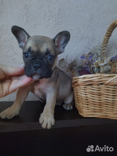Французский бульдог