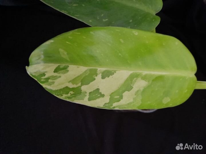 Цветочный релакс