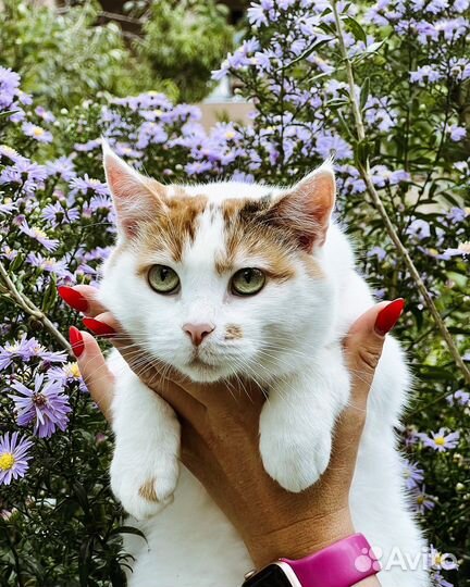 Кошка Мила