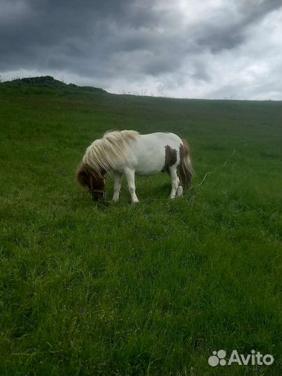 Семья шотландских пони
