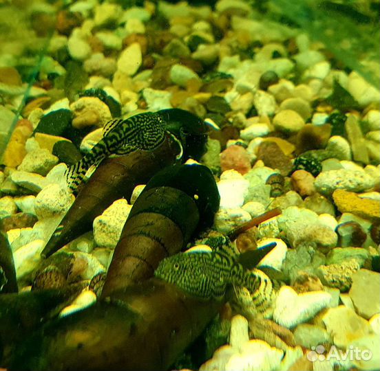 Псевдоскат Севилья