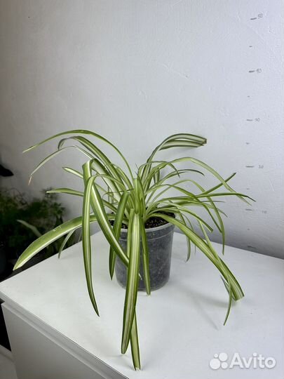 Хлорофитум хохлатый