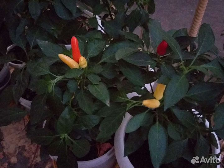 Перец красный