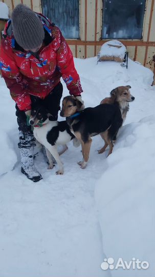 Собаки из приюта ждут хозяев