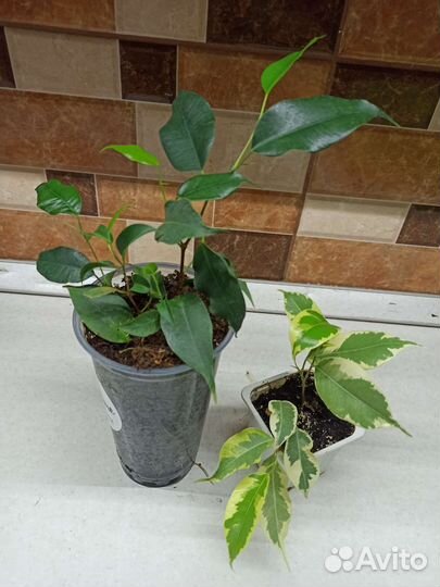 Монстера, сингониум, мюленбекия, тетрастигма и др