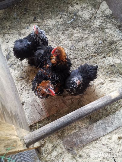 Петушки-миникохи