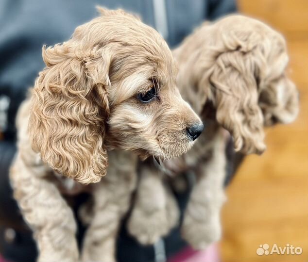 Английский Кокер спаниель