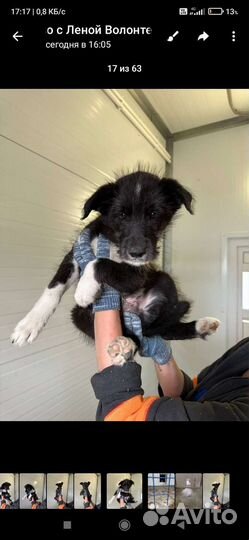 Щенки от маленькой собачки бесплатно