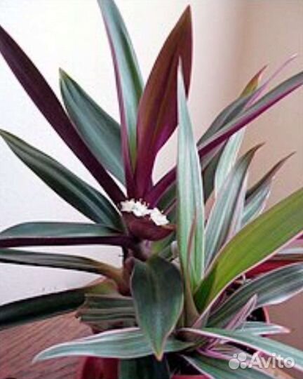 Цветы комнатные