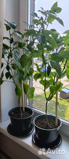 Рассада сладкого перца