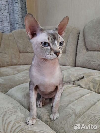 Канадский сфинкс, вязка