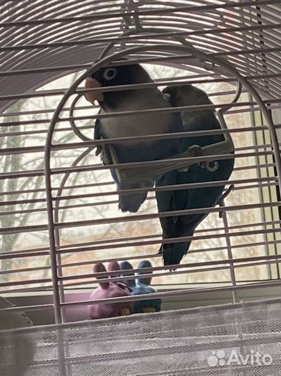 Неразлучники мальчик и девочка