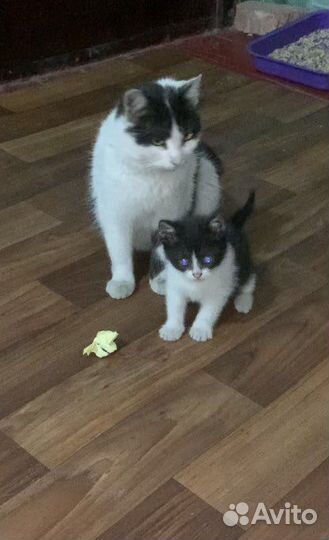 Котенок