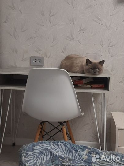 Кот ищет дом