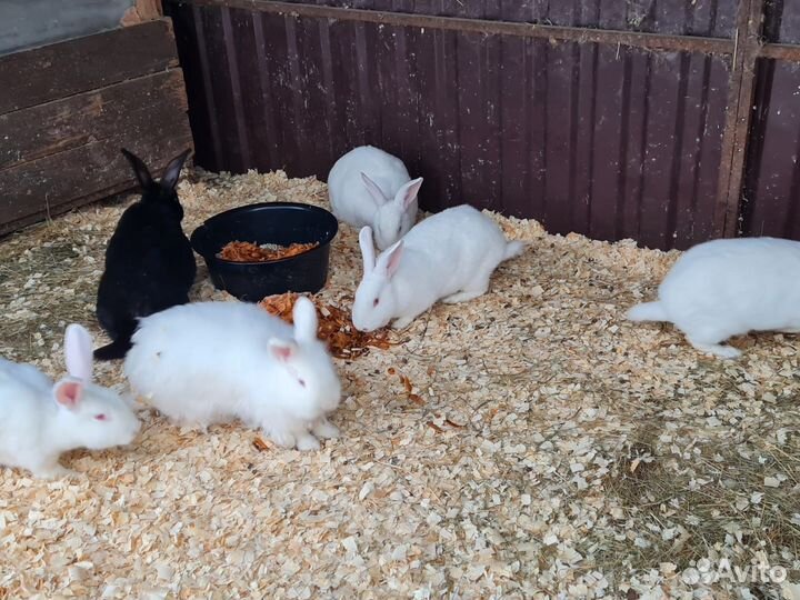 Кролики мясных пород