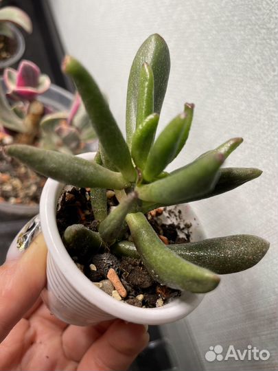 Толстянка Крассула Овата Голлум