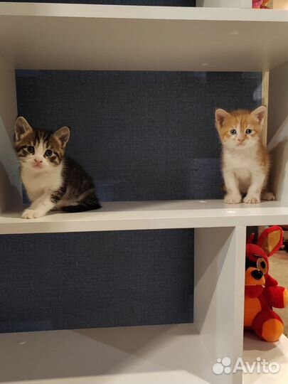 Котята, помесь мейн-кун в добрые руки