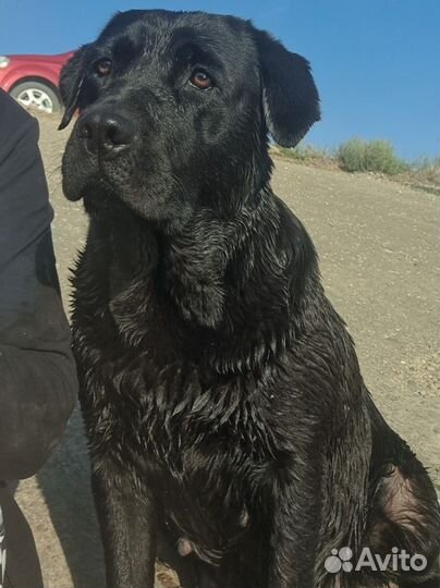 Щенки лабрадора