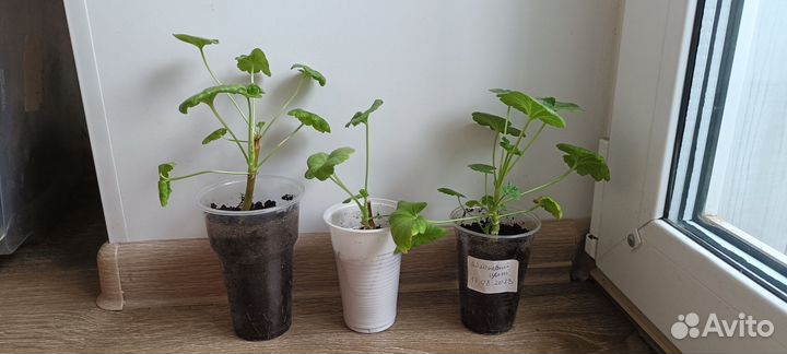 Пеларгония герань сортовая