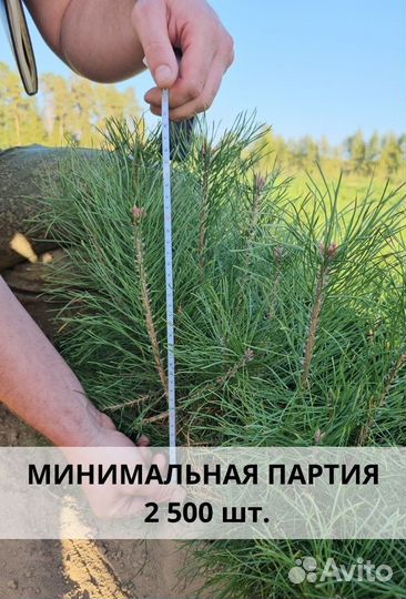 Сеянцы ели европейской окс