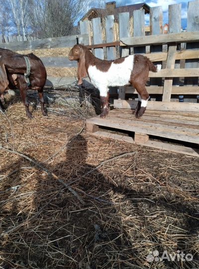 Козленок камори-нубийский