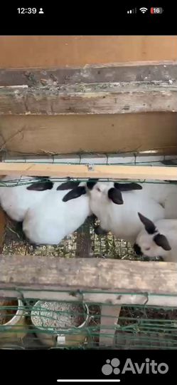 Кролики калифорнийской породы