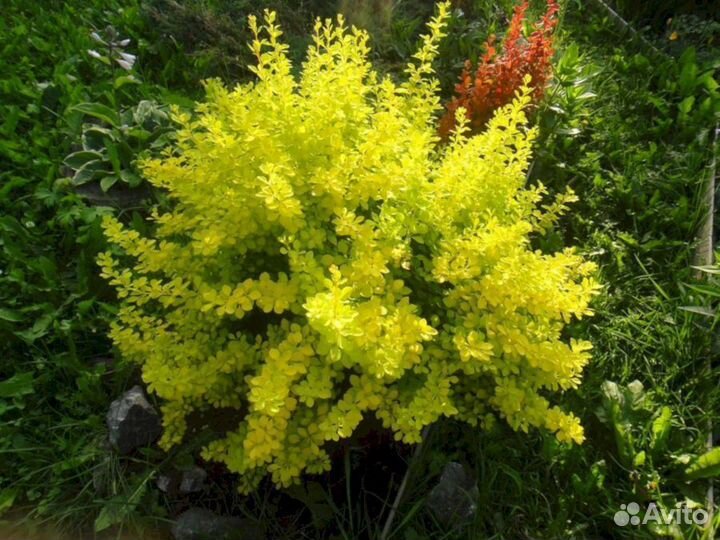 Барбарис Ауреа