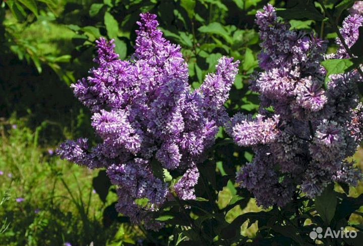 Сирень Венгерская