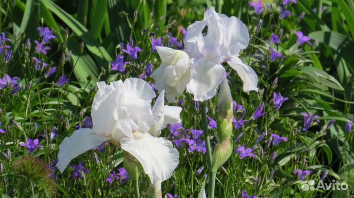 Ирисы сортовые